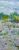 Picture "Marram grass" (2023)
