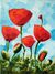 Picture "Red poppies" (2016)