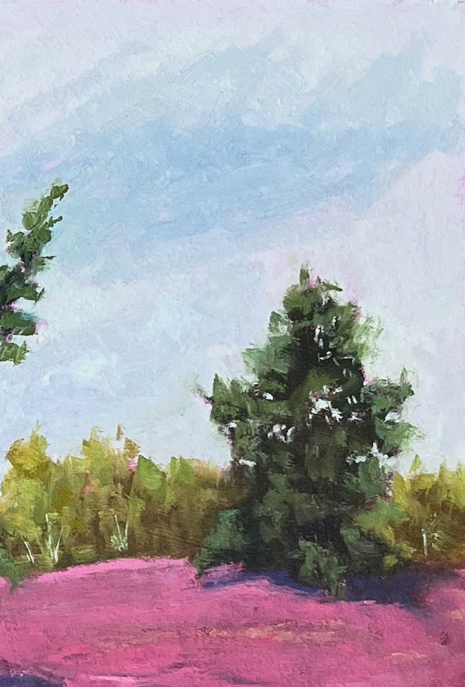 Picture "Heather blossom Lüneburg Heath" (2019)