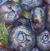 Bild "Blaubeeren Blick" (2018)
