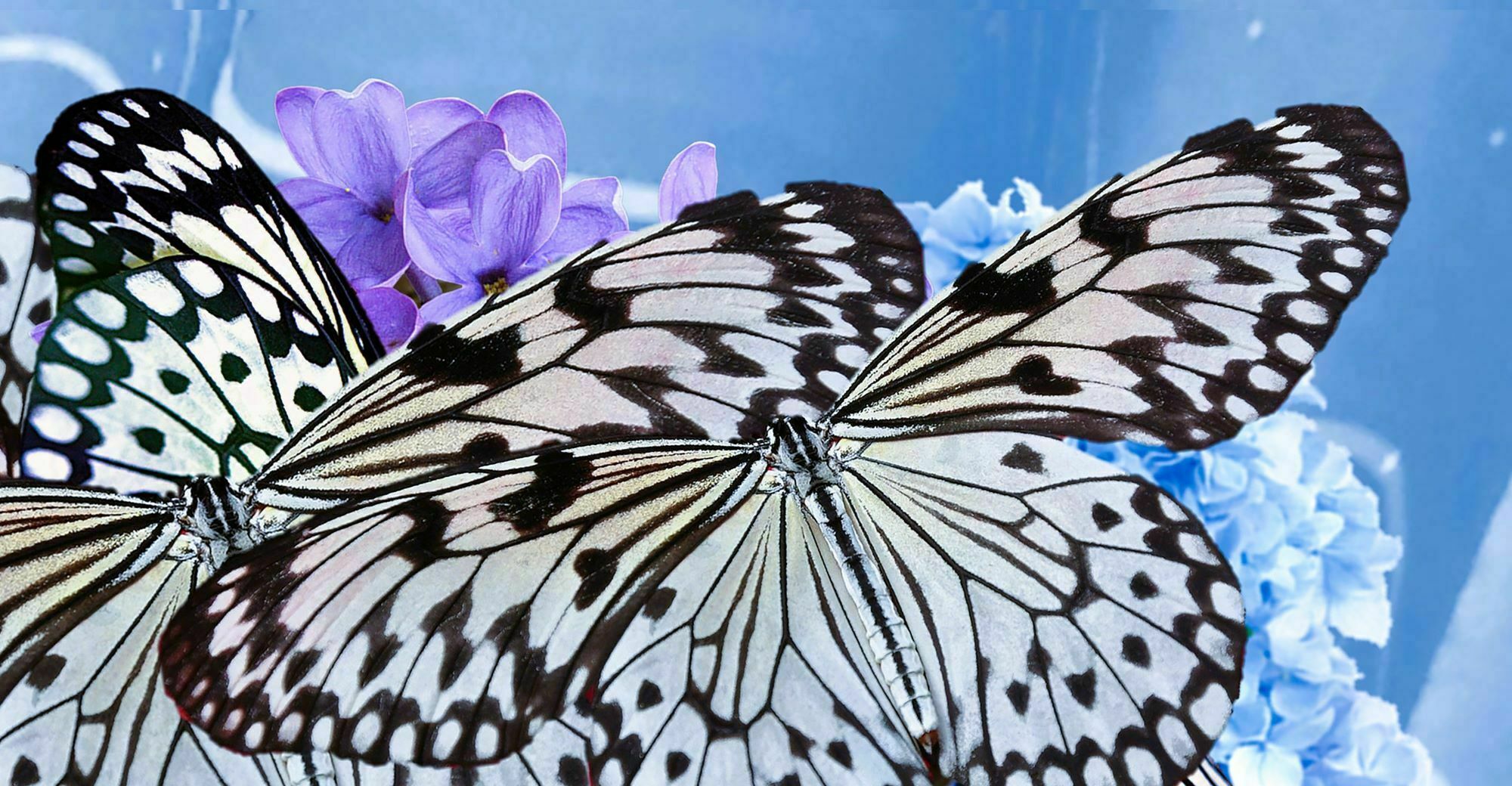 Bild "Audrey & Schmetterlinge" (2022)