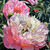 Bild "Pfingstrosen | Peony blossom (no. 221003)" (2022)