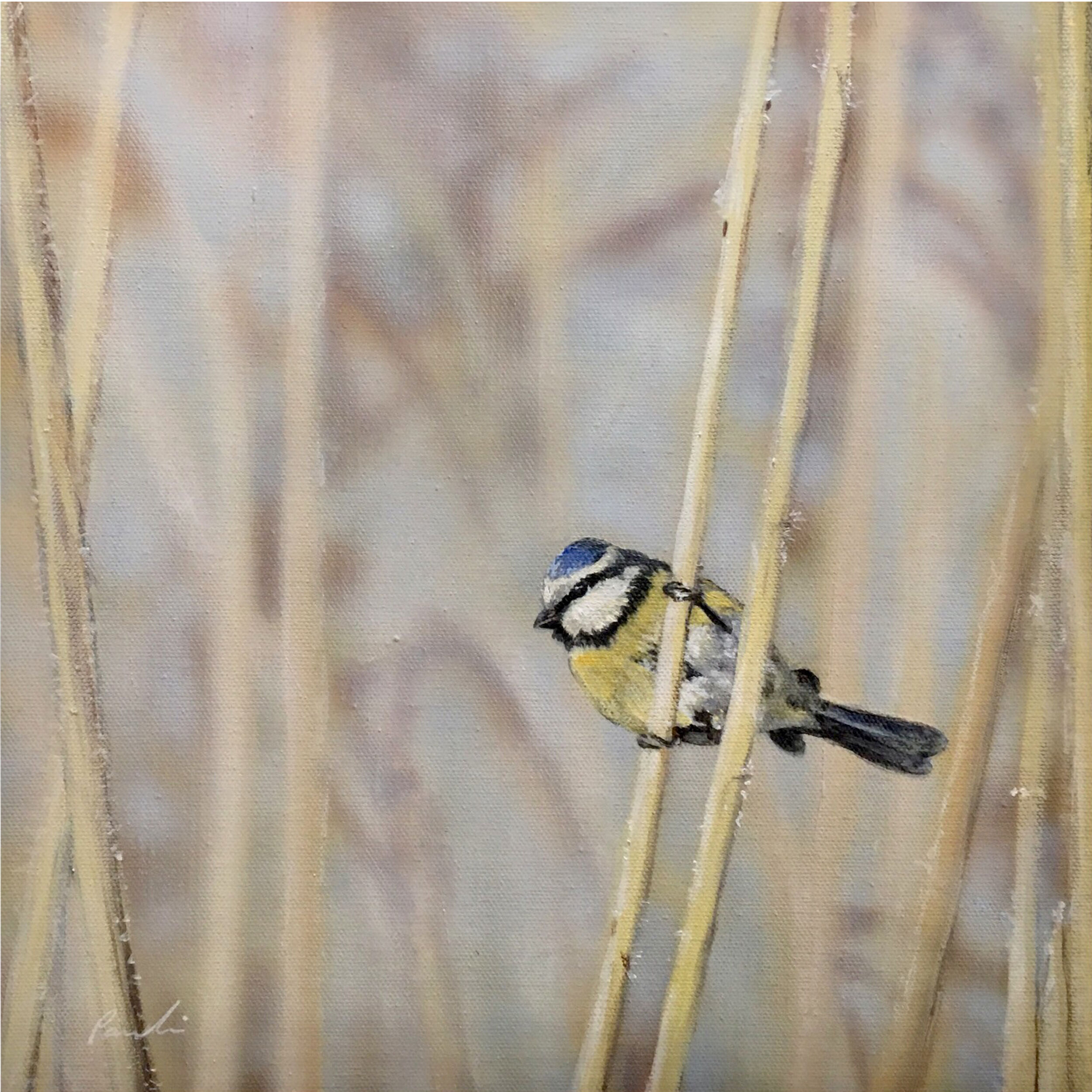 Picture "Blue tit in reeds" (2019)