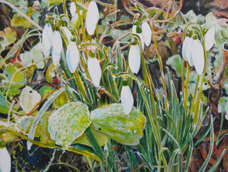 Picture "Snowdrops" (2015)