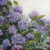 Bild "SOMMERMELODIE Hortensien #250201" (2025)