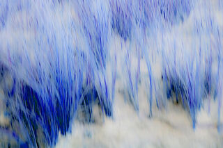 Picture "Blue grass" (2012)