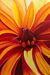 Picture "Fire Aster" (2008)