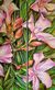 Bild "Oleander III Diptychon" (2025)