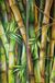 Bild "Bambus Diptychon" (2017)