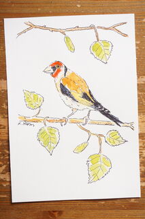 Picture "Hector the goldfinch" (2024)