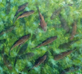 Bild "Fische" (2014)