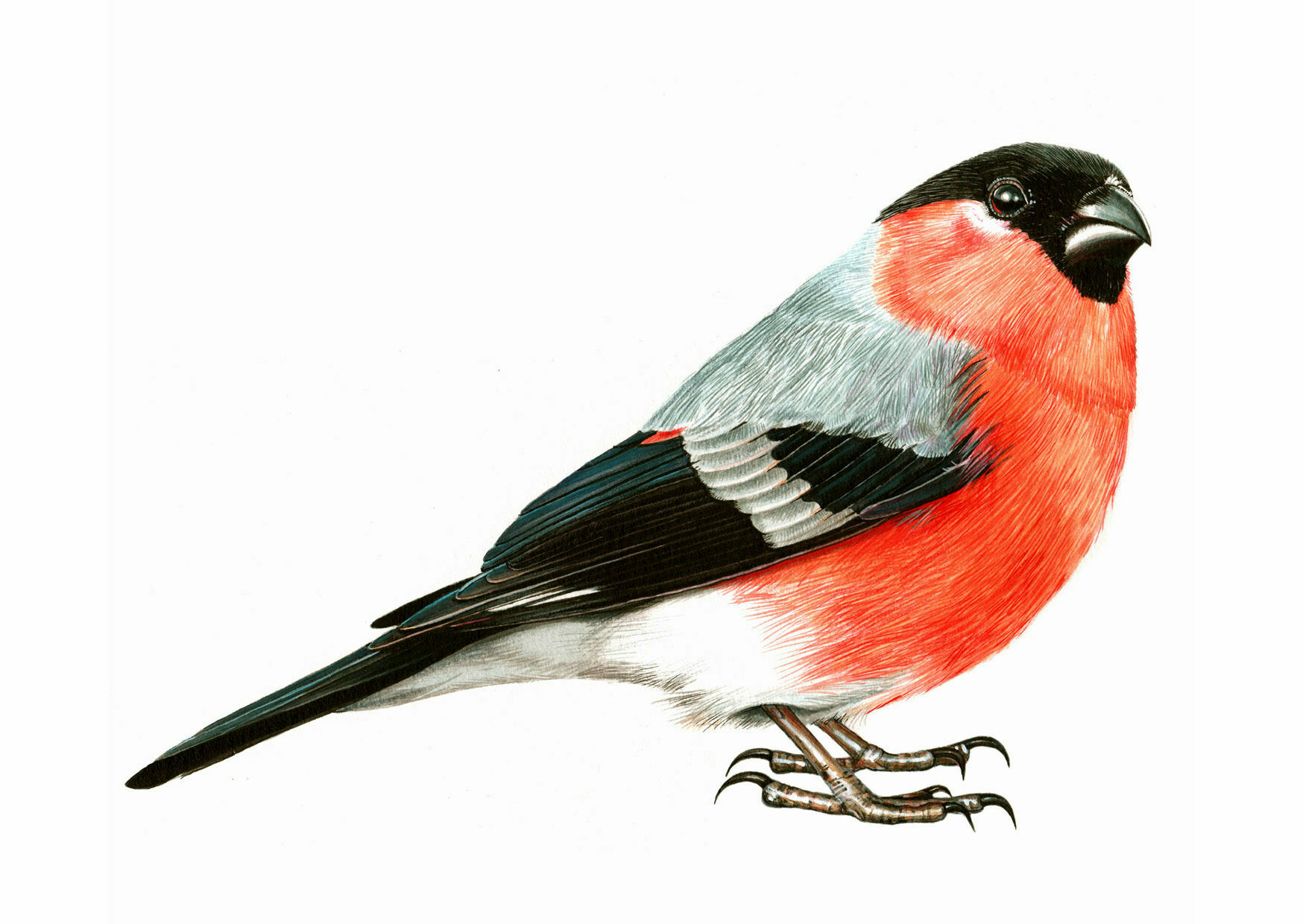 Picture "The bullfinch" (2018)