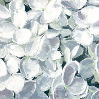 Bild "Hydrangea arborescens 1" (2021)