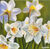 Picture "Daffodils | daffodils" (2024)