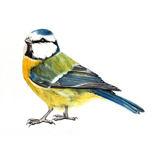Picture "The blue tit" (2018)