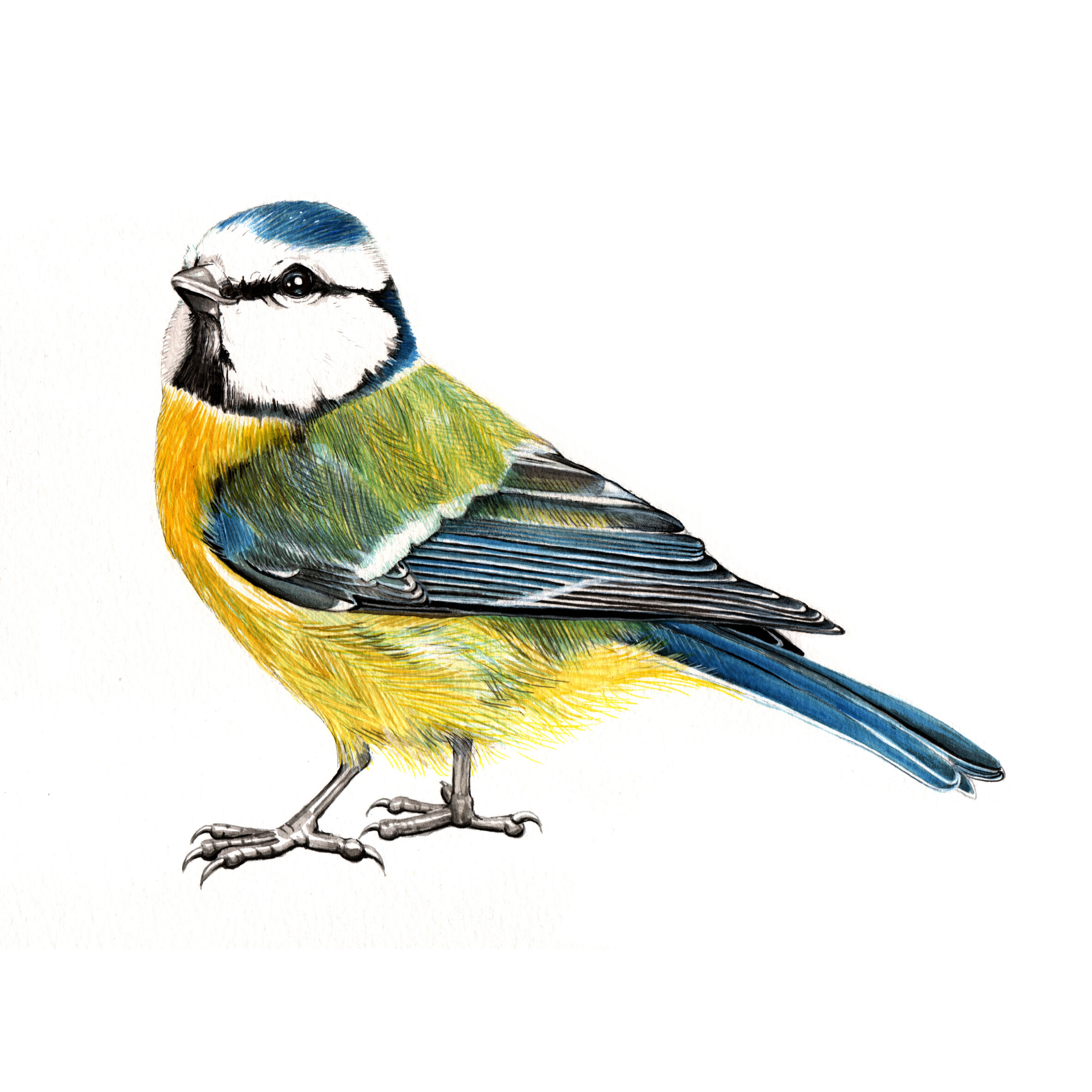 Picture "The blue tit" (2018)
