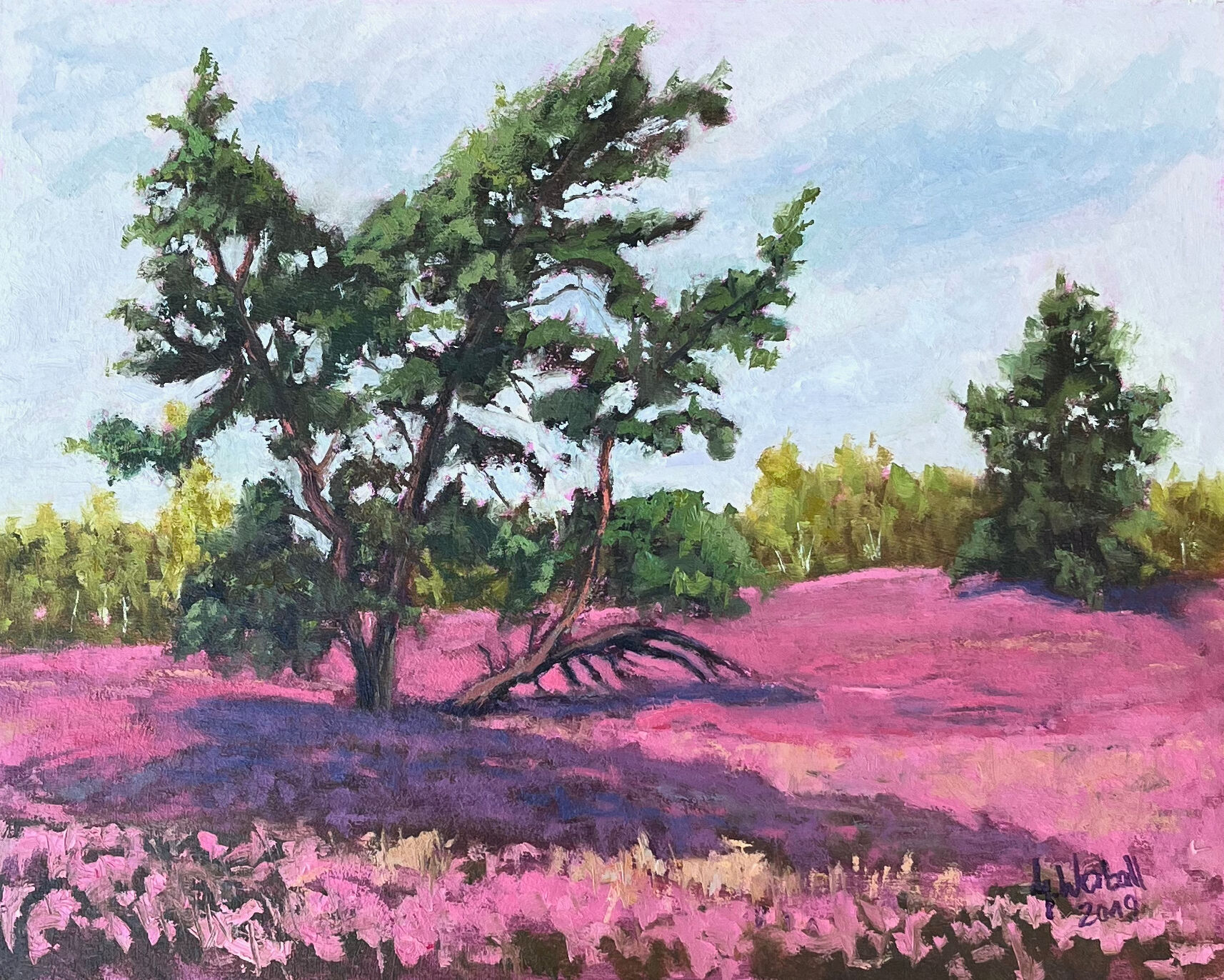Picture "Heather blossom Lüneburg Heath" (2019)