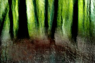 Picture "Bleak Forest" (2008)