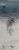 Picture "Sea mist" (2024)