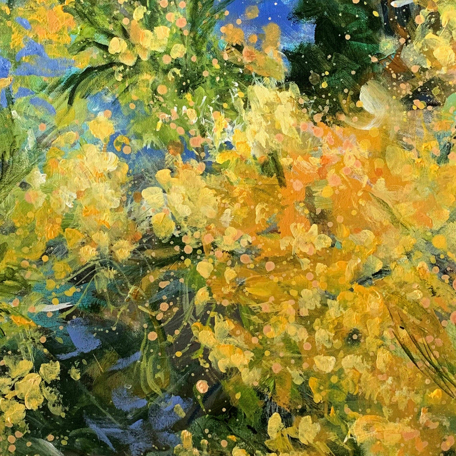 Bild "Mimosa flowers" (2022)