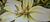 Bild "Lily" (2023)
