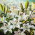 Picture "White lilies" (2024)