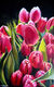 Picture "Tulips | Red Tulips (Plant no. 230301)" (2023)