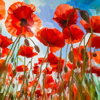 Picture "Poppies from below" (2024)