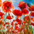Picture "Poppies from below" (2024)