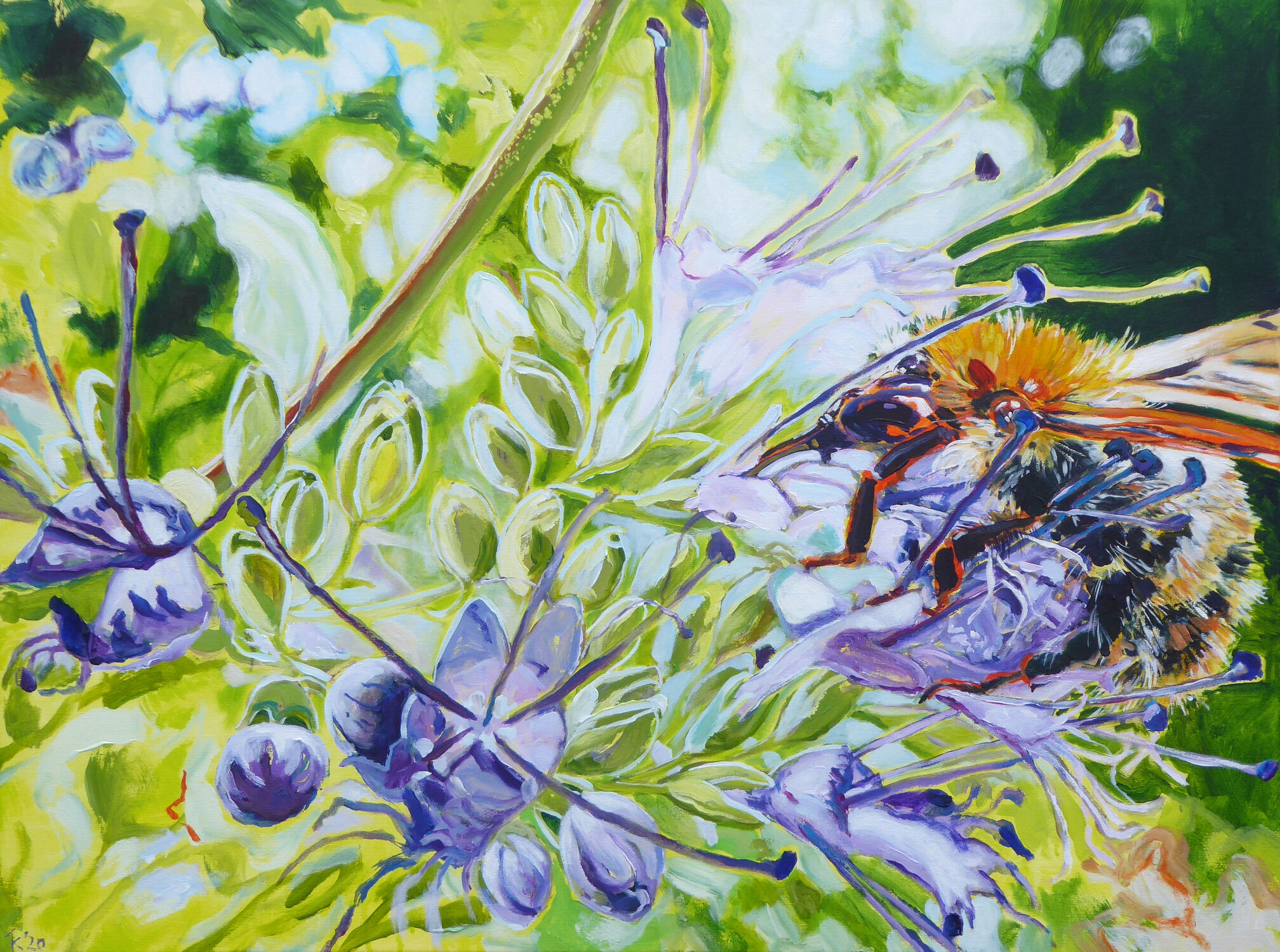 Bild "Ackerhummel auf Bartblume" (2020)