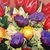 Picture "Flower Bed Two" (2024)