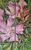 Bild "Oleander II Diptychon" (2023)